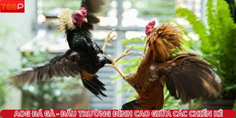 AOG đá gà