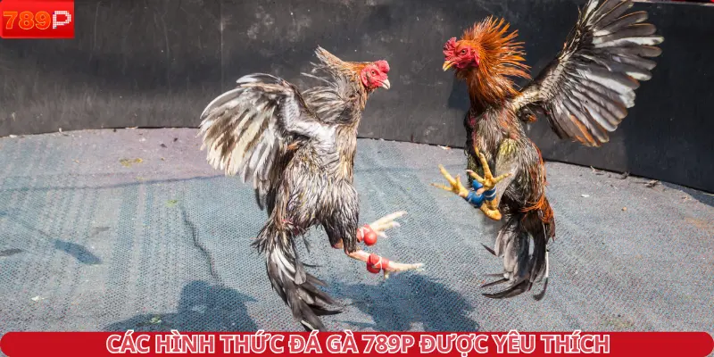 Các hình thức đá gà 789P được yêu thích