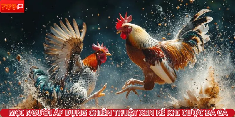 Mọi người áp dụng chiến thuật xen kẽ khi cược đá gà